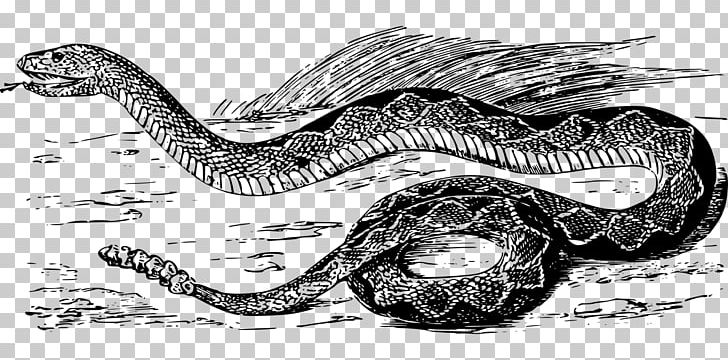 Rattlesnake Vipers Boas PNG, Clipart, Animals, Black And White, Boas, Computer Icons, Diamondback Free PNG Download