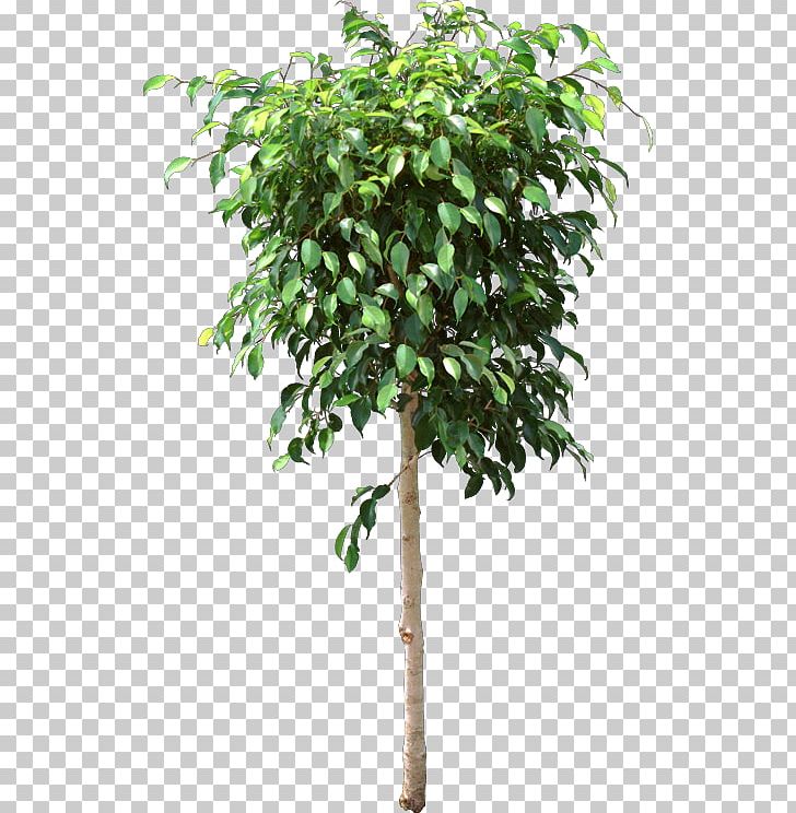 Weeping Fig Flowerpot Houseplant Ficus Retusa Branch PNG, Clipart, Bonsai, Branch, Ficus Maclellandii, Ficus Microcarpa, Ficus Retusa Free PNG Download