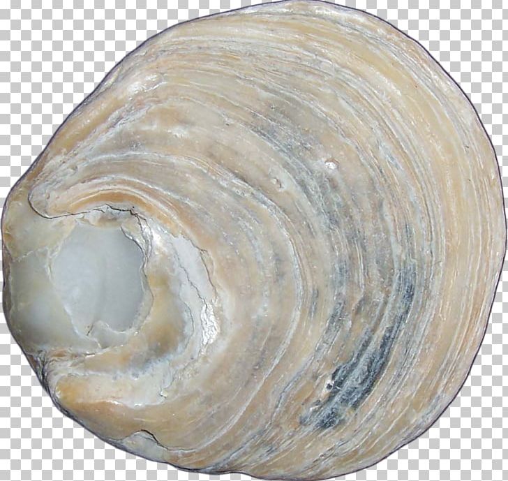 Macoma Clam Cockle Mussel Shankha PNG, Clipart, Baltic Clam, Clam, Clams Oysters Mussels And Scallops, Cockle, Conch Free PNG Download