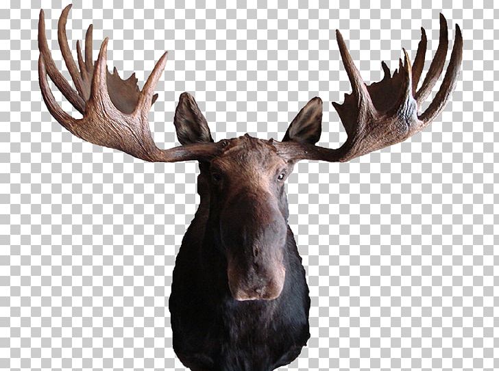 Moose Deer Elk Antler Pronghorn PNG, Clipart, Animals, Animal Skull, Antler, Arizona, Az Wildlife Creations Free PNG Download