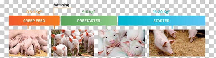Piglet Black Iberian Pig Weaning Breastfeeding PNG, Clipart, Animal Feed, Animals, Black Iberian Pig, Brand, Breastfeeding Free PNG Download
