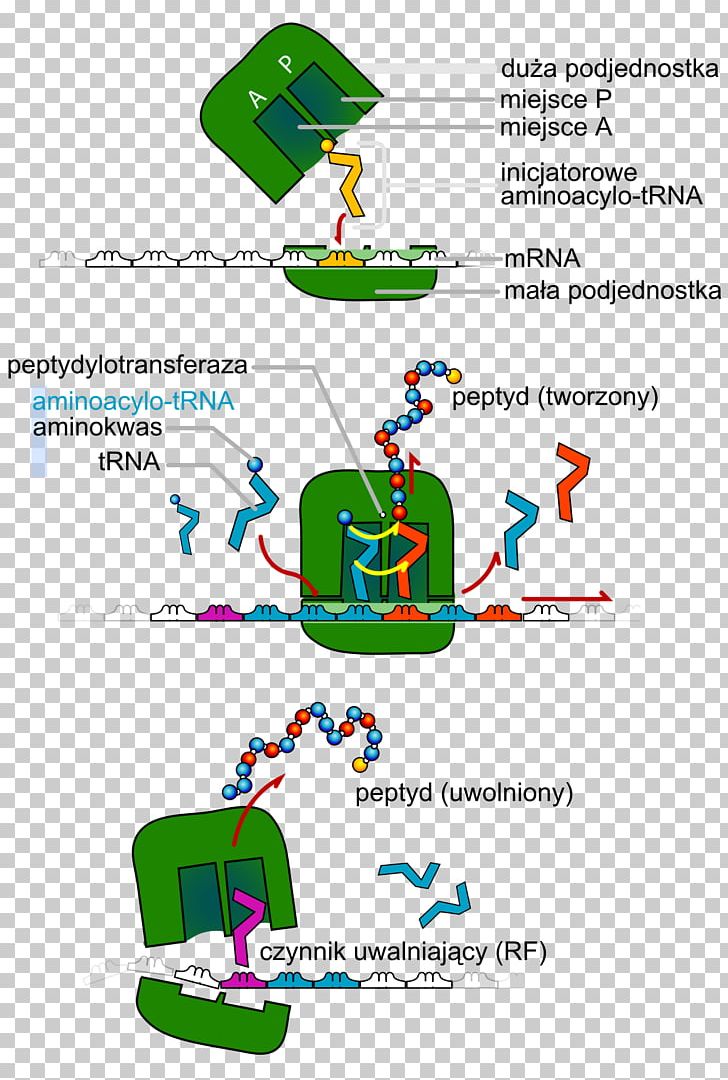 Transfer RNA Translation Protein Biosynthesis DNA PNG, Clipart, Amino Acid, Area, Cell Division, Diagram, Dna Free PNG Download