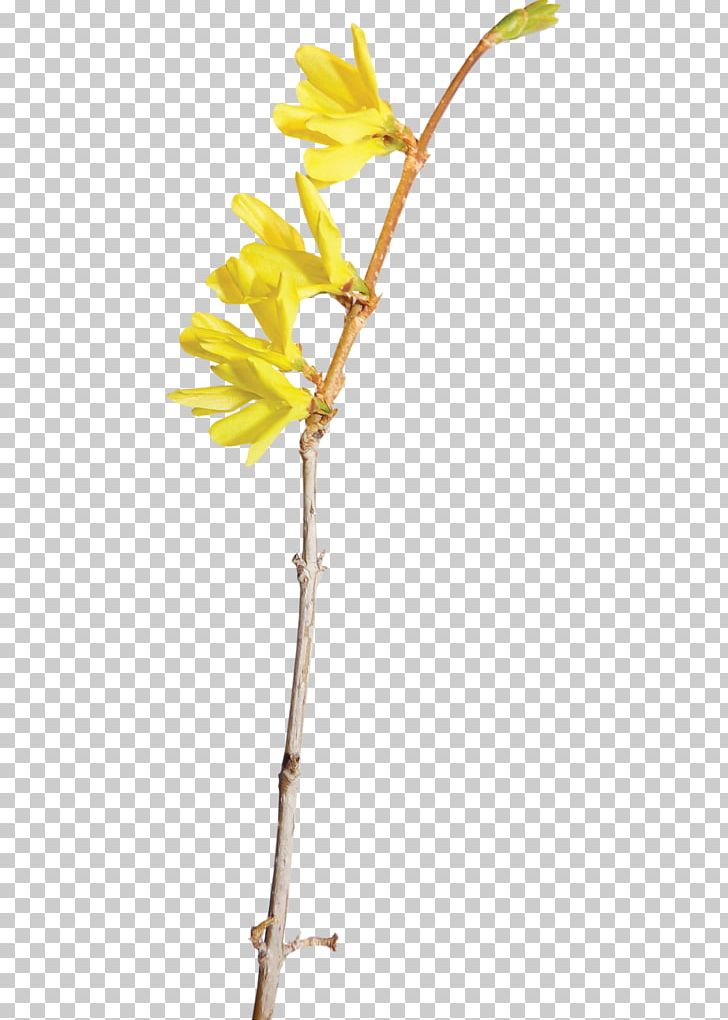 Yellow Flower Color PNG, Clipart, Art, Branch, Color, Decorative Elements, Download Free PNG Download