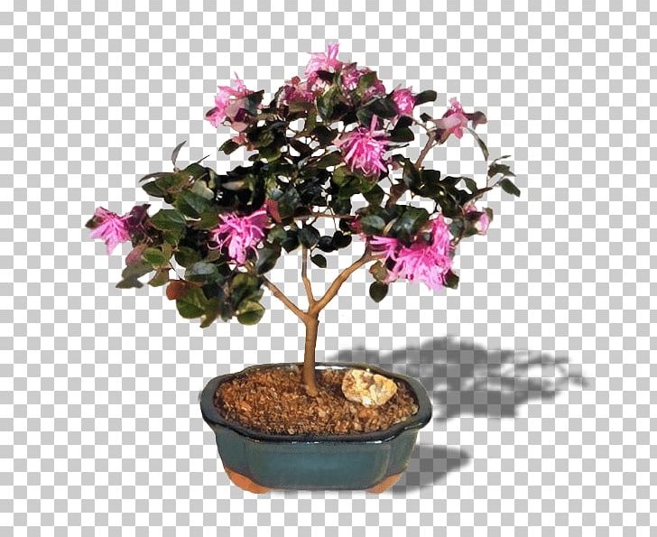 Azalea Chinese Fringe Flower Chinese Sweet Plum Tree Bonsai PNG, Clipart, Adenium, Adenium Obesum, Azalea, Bonsai, Chinese Elm Free PNG Download