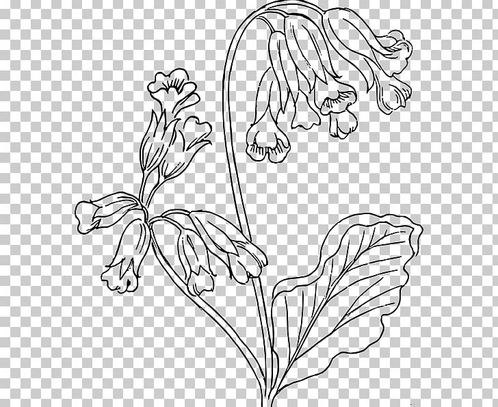 Drawing Cowslip Line Art PNG, Clipart, Art, Black, Black And White, Branch, Cartoon Free PNG Download
