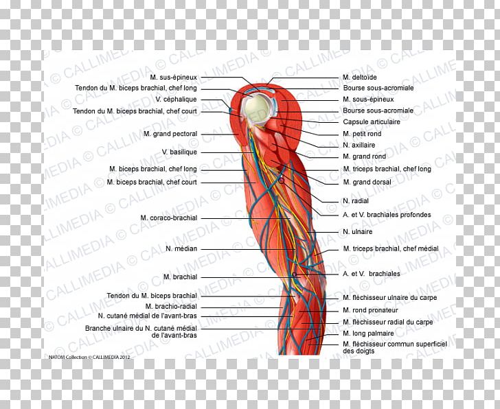 Muscle Nerve Arm Shoulder Elbow PNG, Clipart, Anatomy, Arm, Blood Vessel, Brachialis Muscle, Coronal Plane Free PNG Download