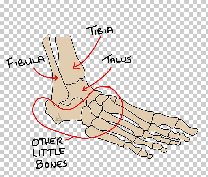 Thumb Eversion Inversion Ankle Foot PNG, Clipart, Anatomy, Angle, Ankle, Area, Arm Free PNG Download
