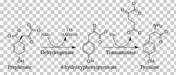 Tyrosine Shikimate Pathway Biosynthesis Shikimic Acid Metabolic Pathway PNG, Clipart, Acid, Amino, Amino Acids, Angle, Area Free PNG Download