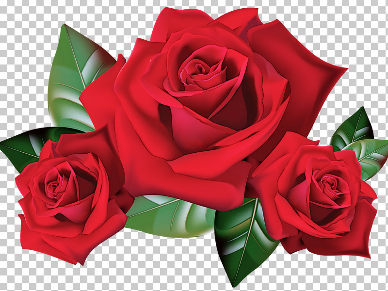 Garden Roses PNG, Clipart, Bouquet, Cut Flowers, Floribunda, Floristry, Flower Free PNG Download