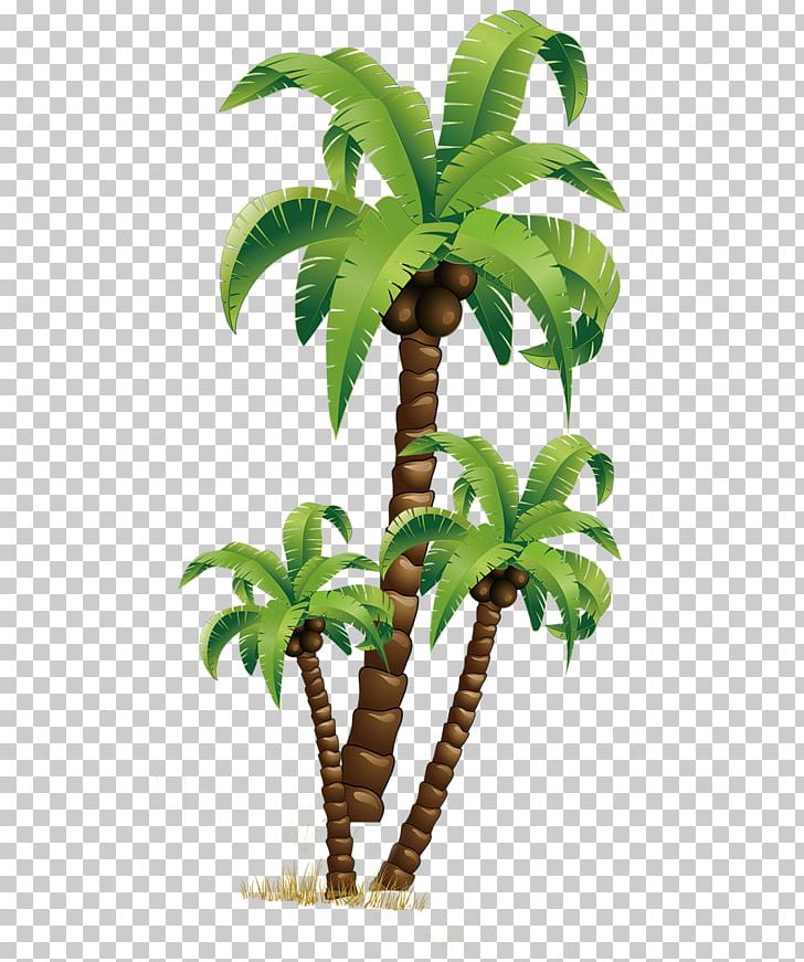 Coconut PNG, Clipart, Adobe Illustrator, Arecales, Christmas Tree, Coconut, Coconut Tree Free PNG Download