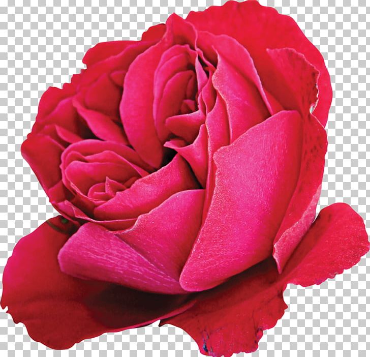 Cut Flowers Garden Roses Centifolia Roses PNG, Clipart, Centifolia Roses, China Rose, Closeup, Cut Flowers, Floribunda Free PNG Download