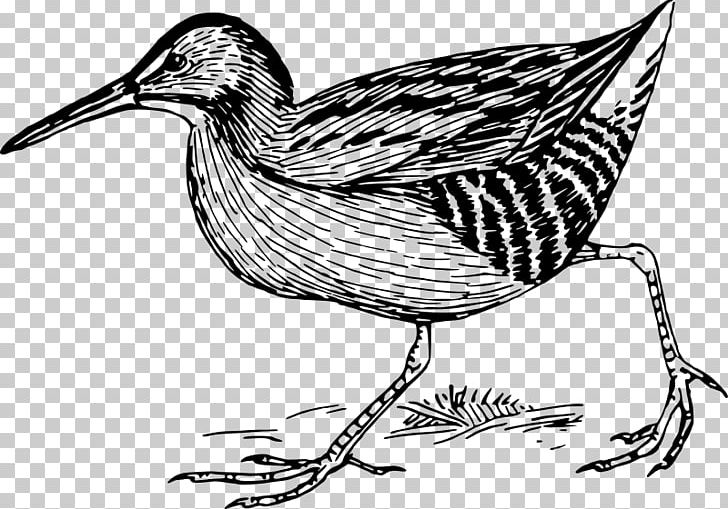 Duck Bird /m/02csf Line Art Feather PNG, Clipart, Animals, Art, Artwork, Beak, Bird Free PNG Download