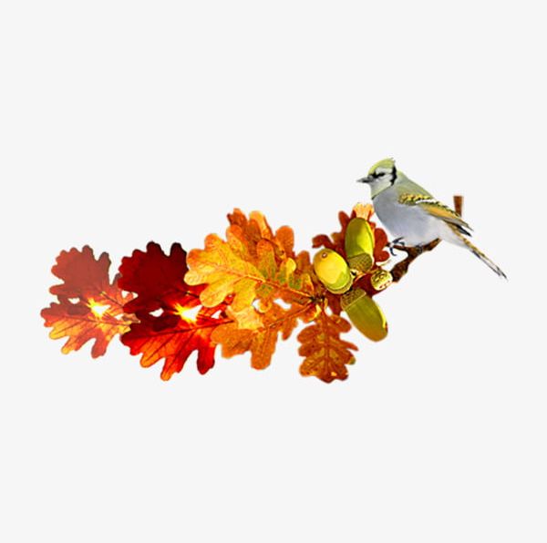 Green Crown Bird PNG, Clipart, Bird, Bird Clipart, Crown Clipart, Fall, Fruit Free PNG Download