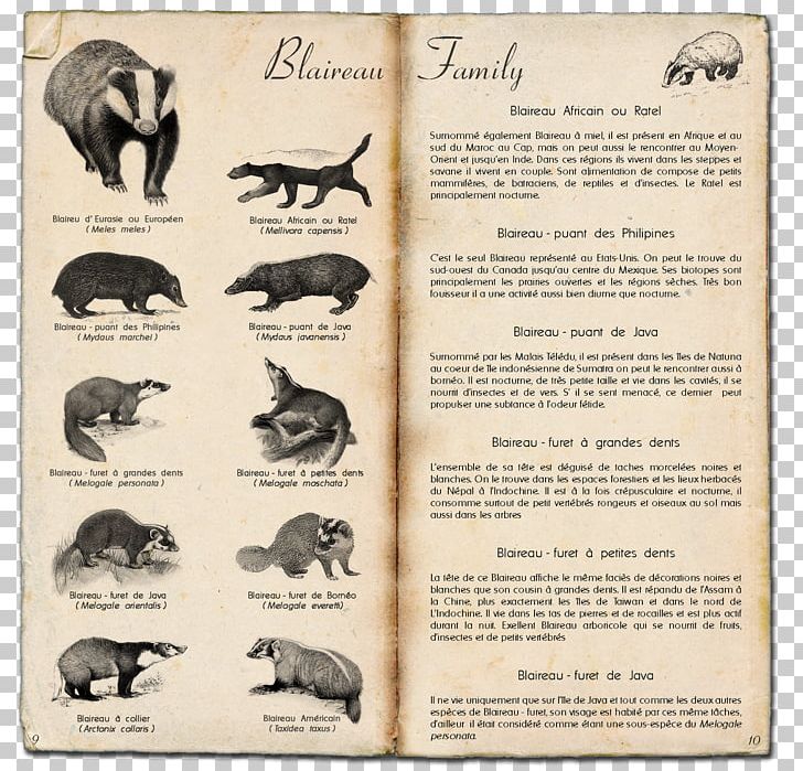 Honey Badger Old World Badgers Animal Carnassial PNG, Clipart, Anatomy, Animal, Badger, Bear, Carnassial Free PNG Download