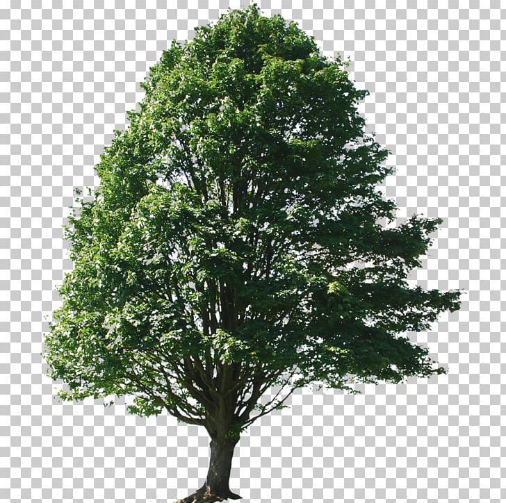 Alnus Glutinosa Tree Oak Sassafras Maple PNG, Clipart, Alder, Alnus Glutinosa, Birch, Branch, Evergreen Free PNG Download