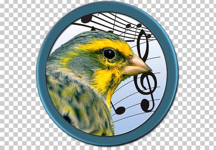 Beak Finches Fauna Feather Concert PNG, Clipart, Animals, App, Beak, Bird, Canary Free PNG Download