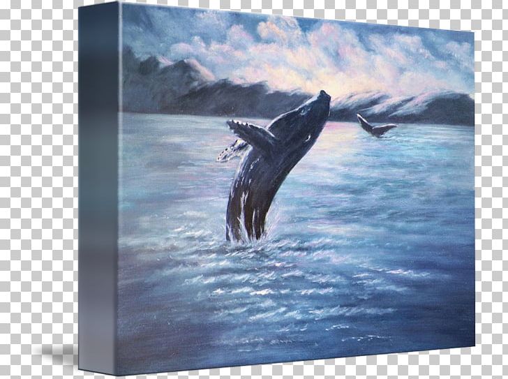 Wholphin Killer Whale Stock Photography Cetacea PNG, Clipart, Cetacea, Dolphin, Fauna, Fin, Killer Whale Free PNG Download