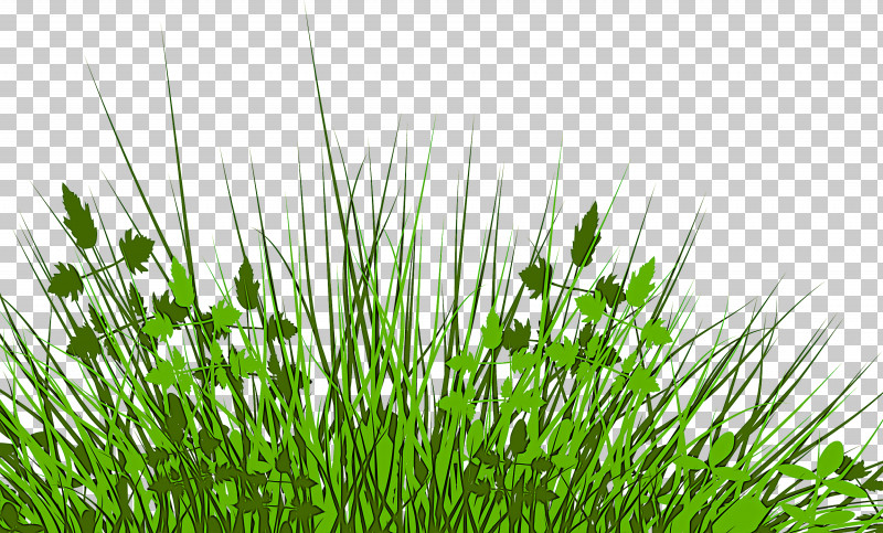 Grass Plant Green Vegetation Grass Family PNG, Clipart, Chives, Chrysopogon Zizanioides, Flower, Fodder, Grass Free PNG Download