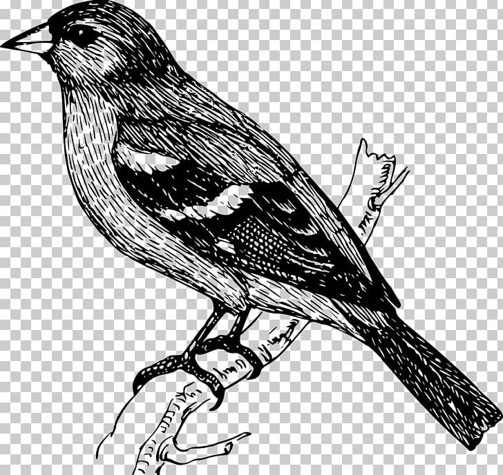 Bird Finches Drawing Cuckoos PNG, Clipart, Animals, Art, Barn Swallow, Beak, Bird Free PNG Download