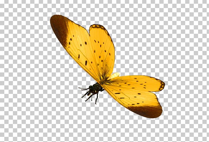 Clouded Yellows Butterfly Brush-footed Butterflies Gossamer-winged Butterflies Moth PNG, Clipart, Arthropod, Blog, Brush Footed Butterfly, Butterflies And Moths, Butterfly Free PNG Download