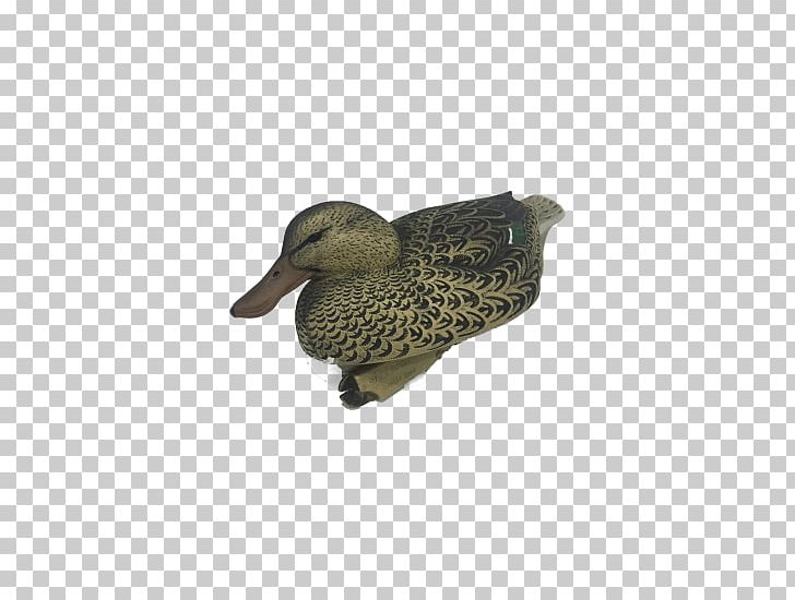 Mallard Duck Beak PNG, Clipart, Animals, Beak, Bird, Duck, Ducks Geese And Swans Free PNG Download