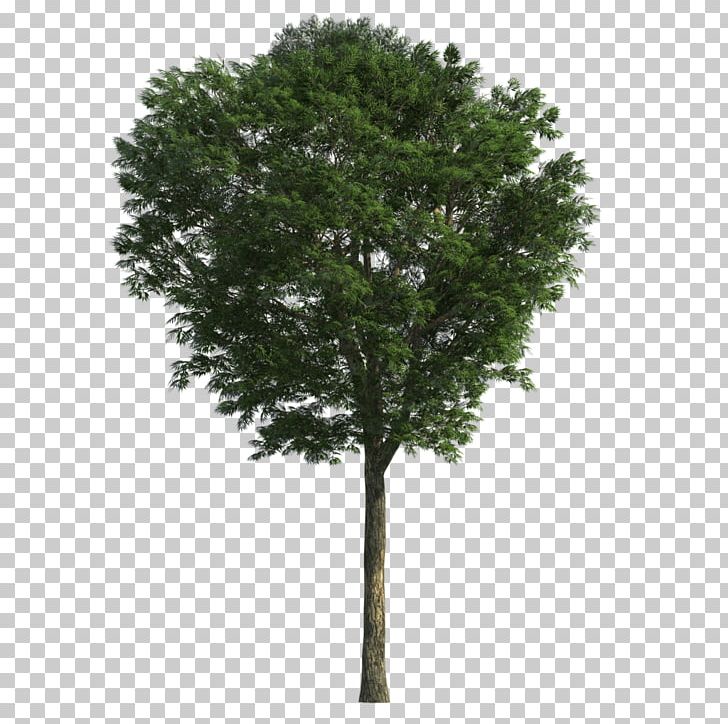 3D Modeling Tree Ash 3D Computer Graphics Weeping Fig PNG, Clipart, 3d Computer Graphics, 3d Modeling, Ash, Autodesk 3ds Max, Branch Free PNG Download