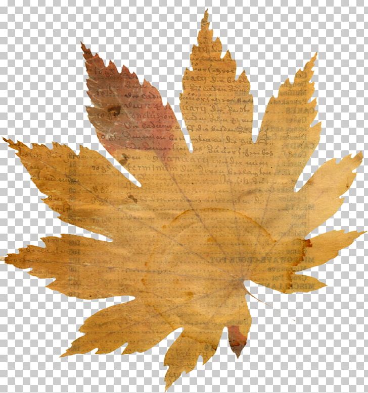 Autumn Leaves Maple Leaf PNG, Clipart, Autumn, Autumn Leaves, Computer Software, Drawing, Idea Free PNG Download