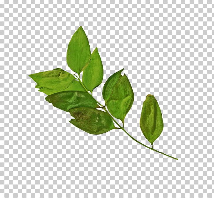 Branch Leaf Logo PNG, Clipart, Blog, Branch, Herb, Herbalism, Home Page Free PNG Download