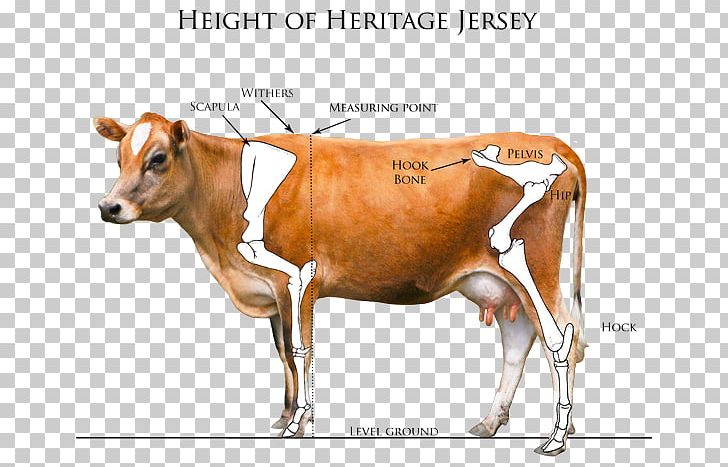 Dairy Cattle Jersey Cattle Calf Highland Cattle Dexter Cattle PNG, Clipart, Breed, Calf, Cattle, Cattle Like Mammal, Cow Free PNG Download