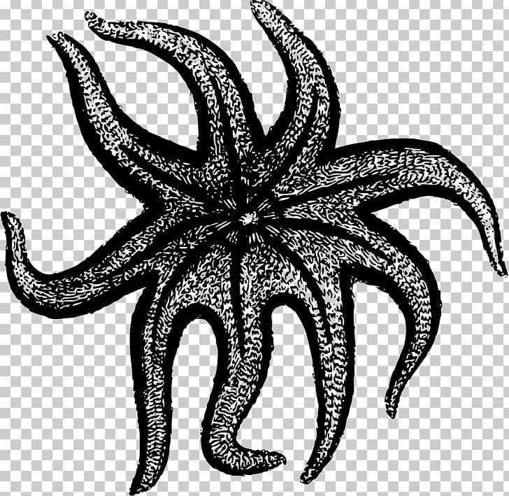 Starfish Drawing PNG, Clipart, Animals, Black And White, Computer Icons, Drawing, Echinoderm Free PNG Download