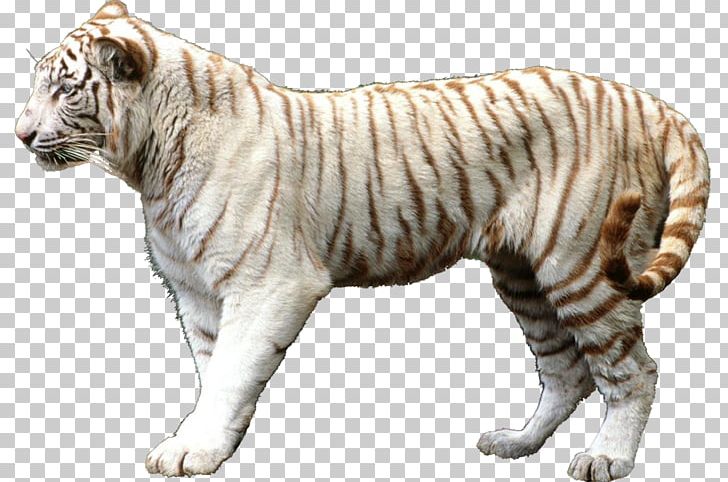 Lion Felidae Leopard Cat White Tiger PNG, Clipart, Animal, Animal Figure, Animals, Beaver, Bengal Tiger Free PNG Download