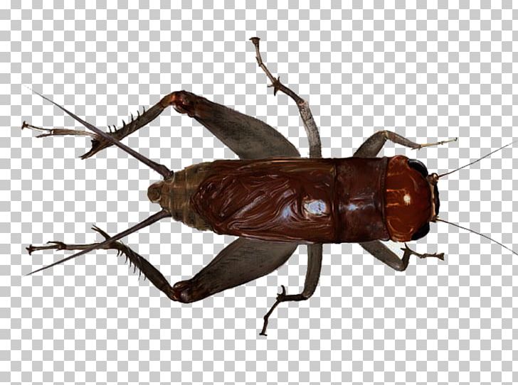 Cricket Grasshopper Insect PNG, Clipart, Adobe Illustrator, Arthropod, Beetle, Cockroach, Cricket Free PNG Download
