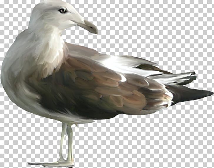European Herring Gull Bird PNG, Clipart, Animals, Beak, Bird, Cartoon Animals, Charadriiformes Free PNG Download