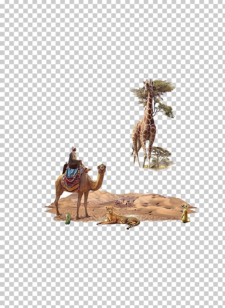 Northern Giraffe Camel Animal PNG, Clipart, 3d Animation, Adobe Illustrator, Animal, Animal Vector, Animation Free PNG Download