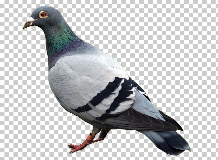 Racing Homer Columbidae Bird Homing Pigeon Starling Pigeon PNG, Clipart, Animals, Beak, Bird Control, Bird Control Spike, Breed Free PNG Download