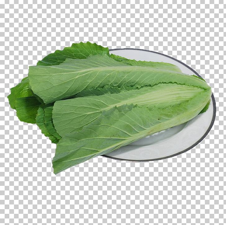 Romaine Lettuce Brassica Oleracea Kale Vegetable Bok Choy PNG, Clipart, Brassica Juncea, Cabbage Leaves, Cabbage Roses, Cartoon Cabbage, Chinese Free PNG Download