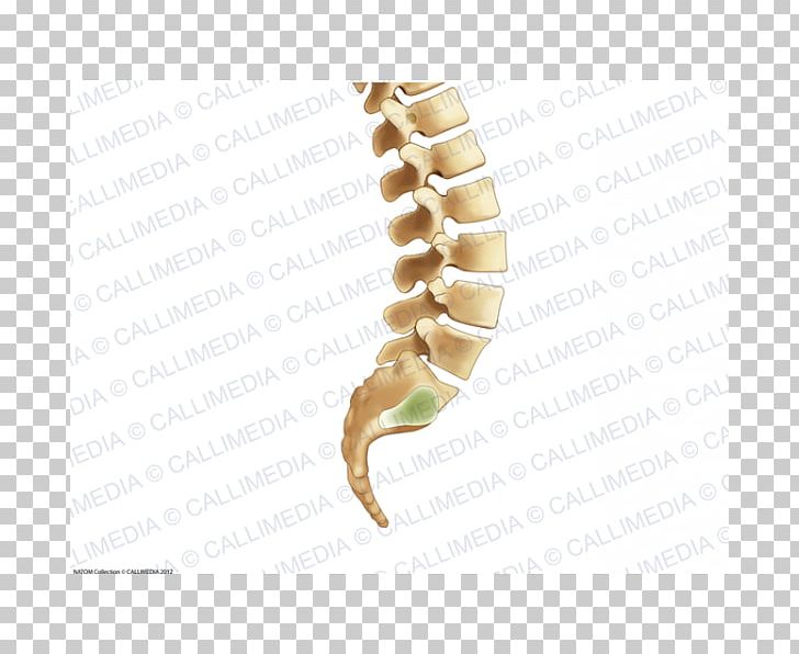 Vertebral Column Bone Rachis Human Anatomy Human Skeleton PNG, Clipart, Anatomy, Bone, Drawing, Finger, Hand Free PNG Download