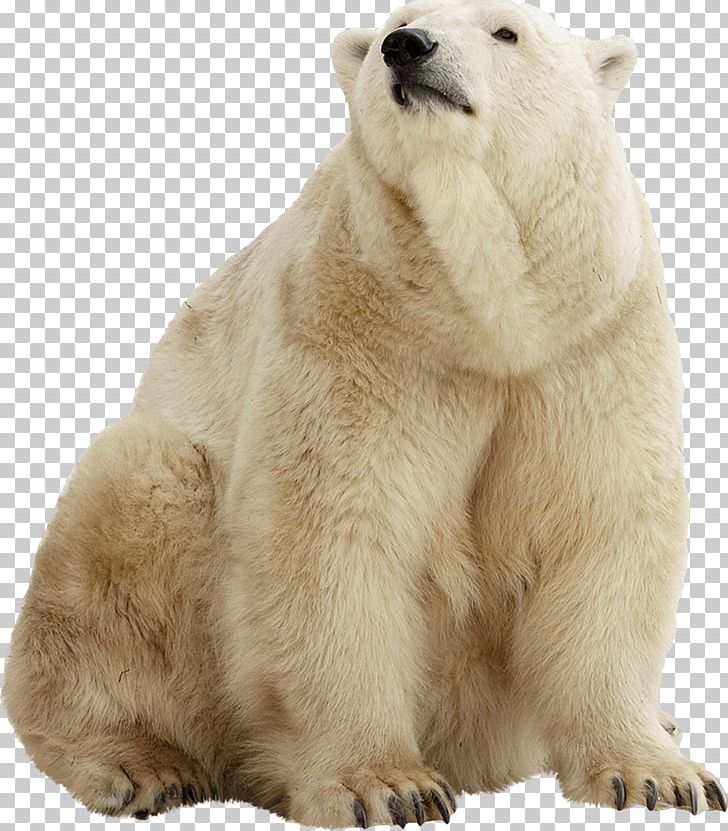 Polar Bear Brown Bear American Black Bear Stock Photography PNG, Clipart, American Black Bear, Animals, Bear, Bears, Brown Bear Free PNG Download