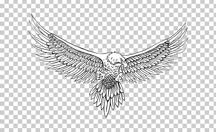 Bald Eagle Drawing Sketch PNG, Clipart, Animals, Beak, Bird, Bird Of Prey, Black And White Free PNG Download