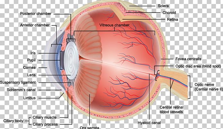 Human Eye Anatomy Retina Orbit PNG, Clipart, Anatomy, Angle, Diagram, Ear, Eye Free PNG Download