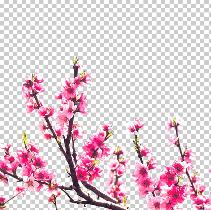 Floral Design Blossom Peach PNG, Clipart, Branch, Branches, Cherry Blossom, Chinese, Chinese Style Free PNG Download