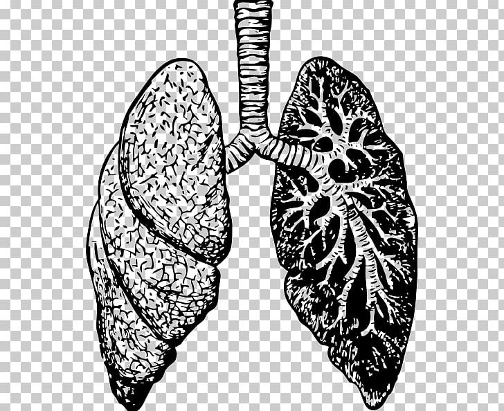 Lung Drawing PNG, Clipart, Anatomy, Black And White, Butterfly, Drawing, Heart Free PNG Download