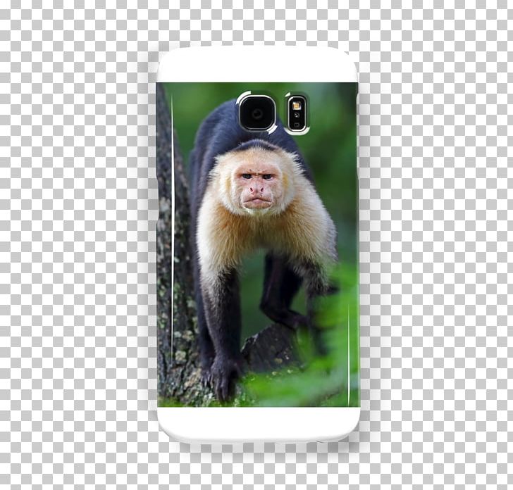 Macaque White-headed Capuchin New World Monkeys Primate PNG, Clipart, Animals, Capuchin Monkey, Cercopithecidae, Fauna, Howler Monkey Free PNG Download
