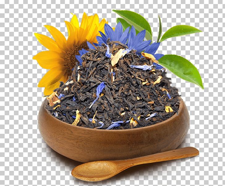 Nilgiri Tea Dianhong Flowerpot Tea Plant PNG, Clipart, Assam Tea, Ceylon Tea, Chachacha, Da Hong Pao, Dianhong Free PNG Download