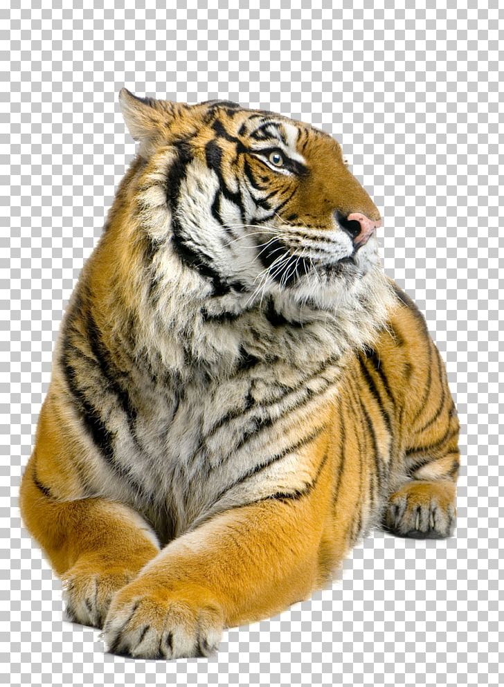 Siberian Tiger Bengal Tiger Sumatran Tiger Felidae Stock Photography PNG, Clipart, Animals, Beastmaster, Big Cats, Carnivoran, Cat Like Mammal Free PNG Download