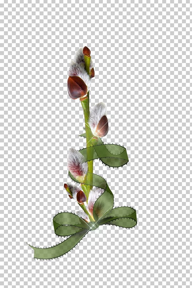 Willow Flower Palm Sunday PNG, Clipart, Branch, Catkin, Collage, Decoupage, Easter Free PNG Download
