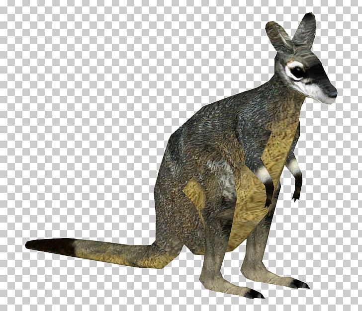 Zoo Tycoon 2 Macropodidae Musky Rat-kangaroo Wallaby PNG, Clipart, Animal, Animals, Fauna, Kangaroo, Kangaroo Rat Free PNG Download