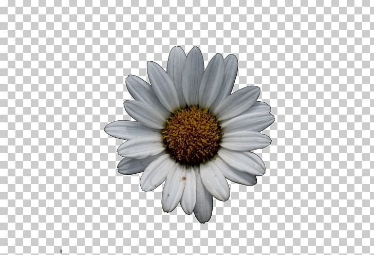 Common Daisy Oxeye Daisy Chrysanthemum Wildflower Argyranthemum Frutescens PNG, Clipart, Argyranthemum Frutescens, Aster, Cardamine, Chrysanthemum, Chrysanths Free PNG Download
