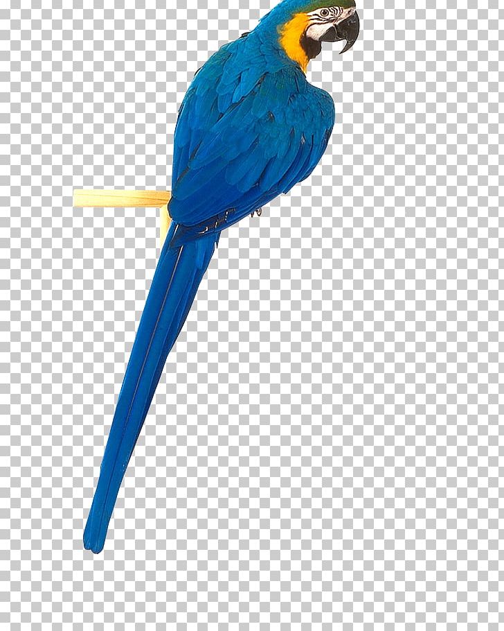 Parrot PNG, Clipart, Parrot Free PNG Download