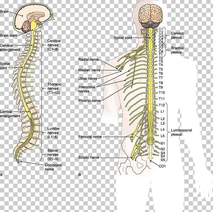 Vertebral Column Spinal Cord Central Nervous System Nerve PNG, Clipart, Anatomy, Angle, Autonomic Nervous System, Bone, Brain Free PNG Download